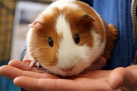 Usa: sempre più contrari agli esperimenti sugli animali