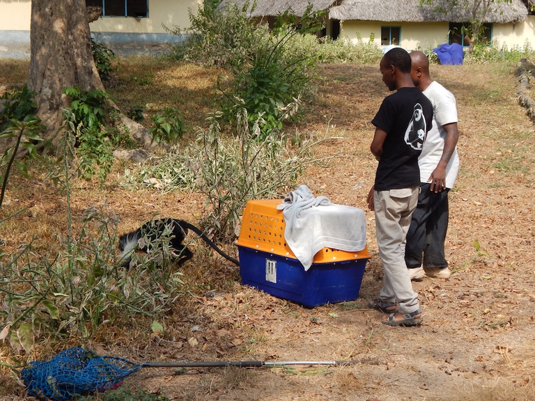 This is the release of a colobus that came to the centre due to severe injuries to the face, the cause was unknown © Kelly Martin