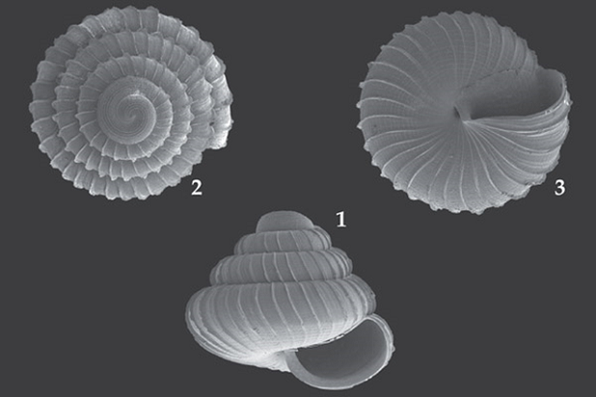 charopa lafargei