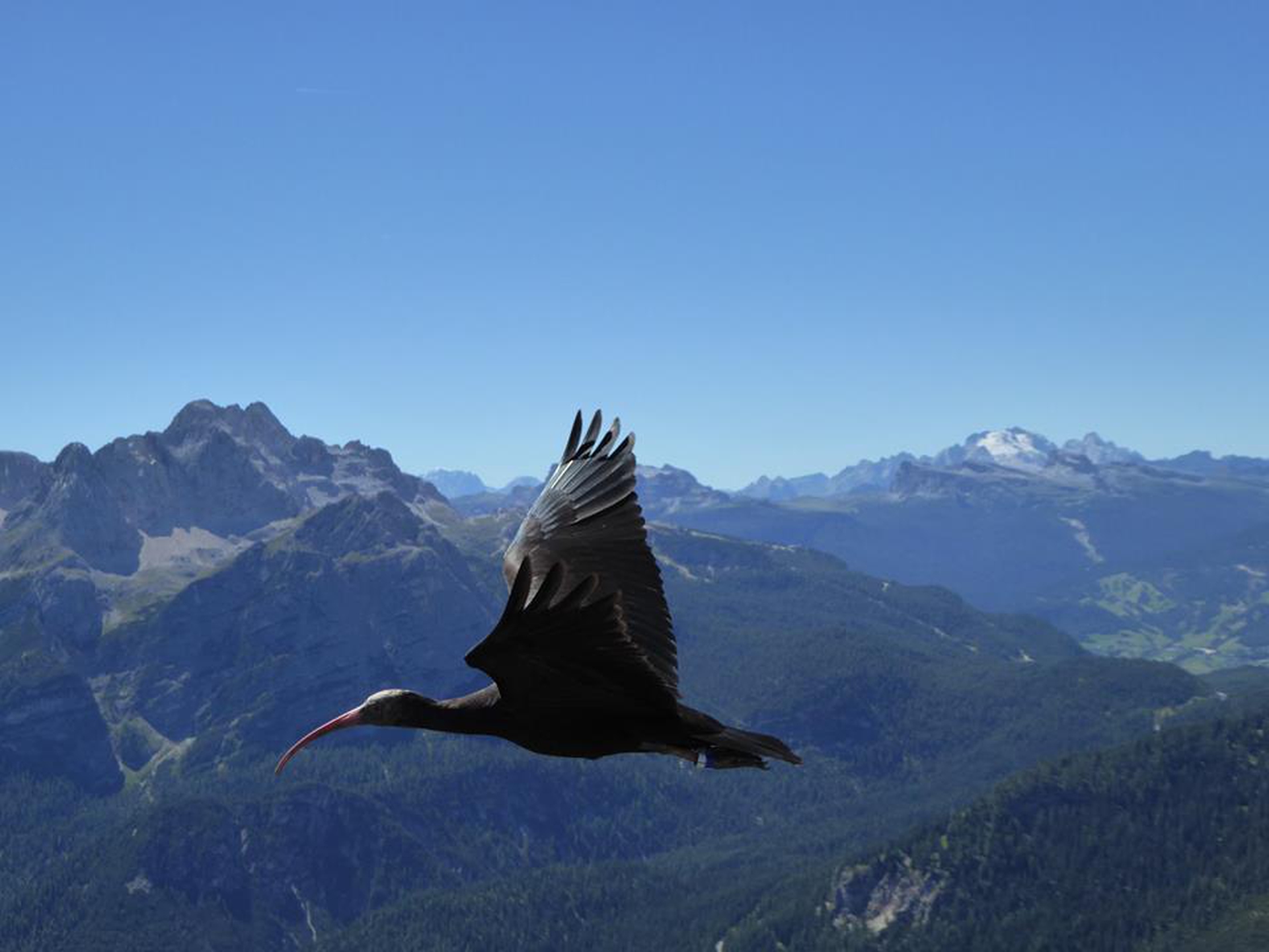 Ibis eremita in volo