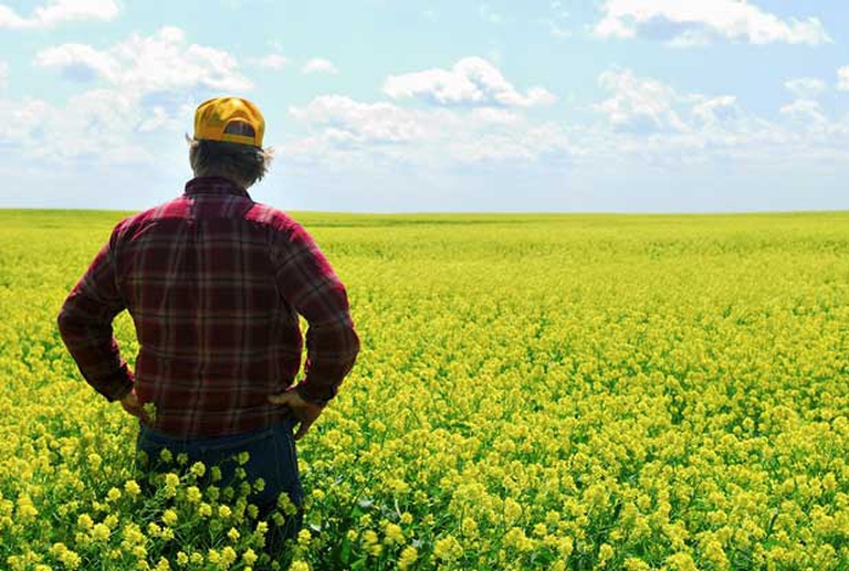 colza contadino