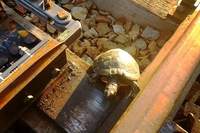 Japan builds turtles their tunnels to help them cross rail tracks