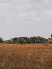 Wild angle, la rubrica per aprire gli occhi sul mondo animale