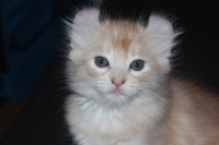 American curl, il gatto dalle orecchie ricciolute e dalla salute di ferro