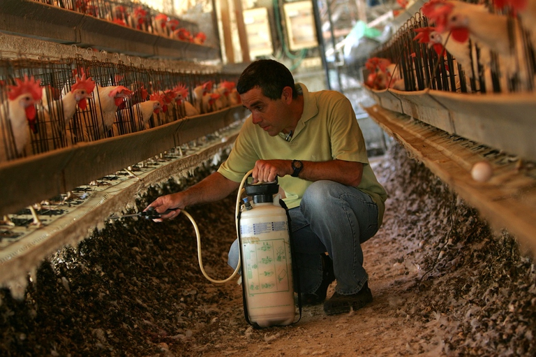Disinfestazione in un allevamento di polli