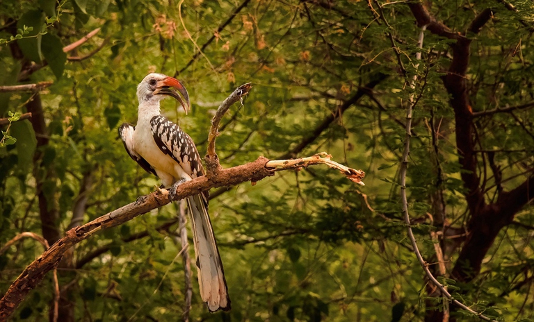 Bucero posato su un ramo in una foresta etiope