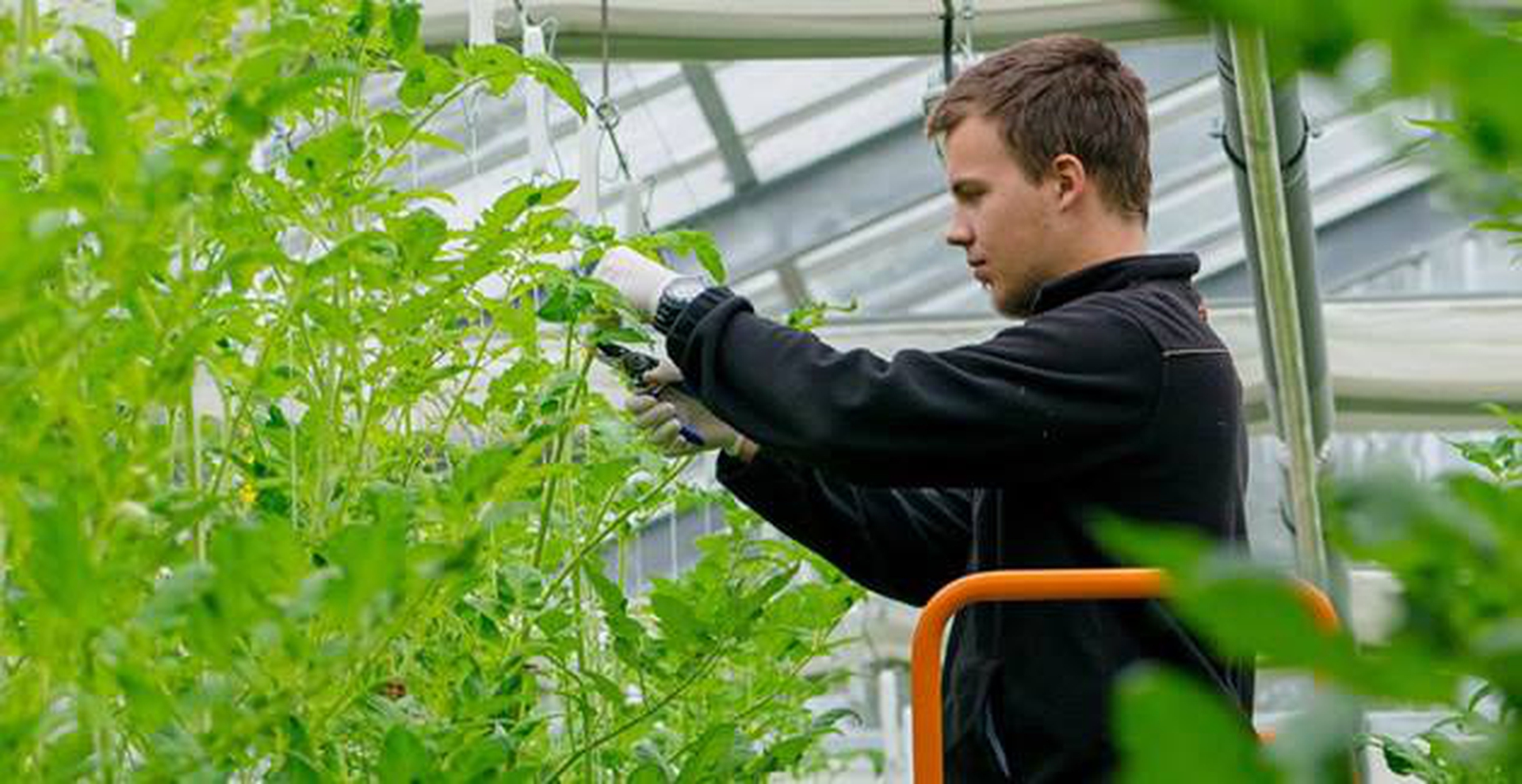 Inapro. Ecco la serra del futuro: non consuma acqua e non usa fertilizzanti