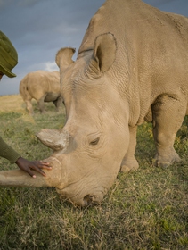 Two new embryos created to save the northern white rhino from extinction