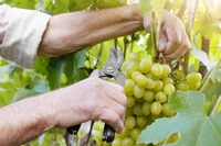 Fruits and vegetables in season by month: September