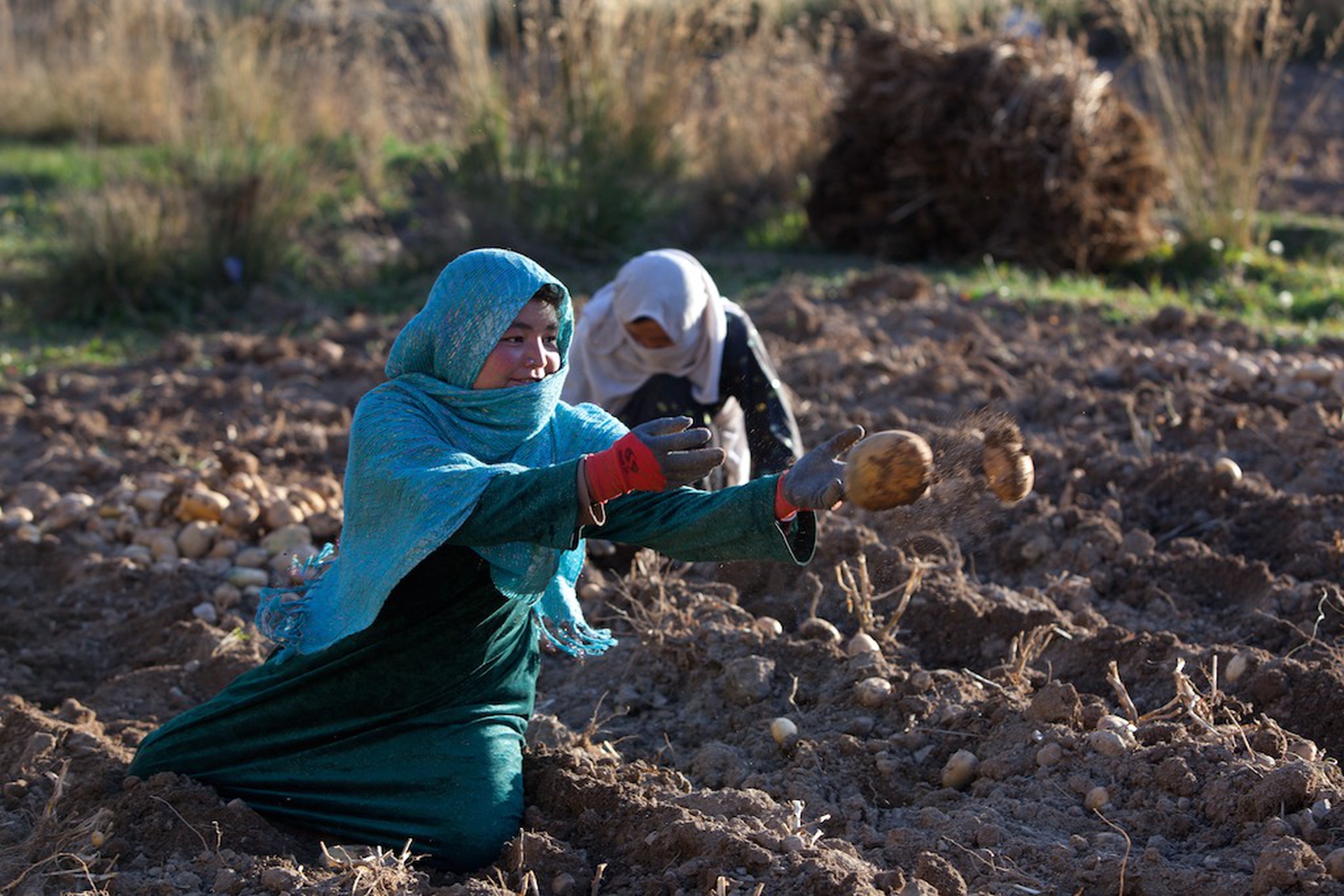 Afghan women harvesting potatoes