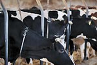 Meno carne aiuta l’ambiente