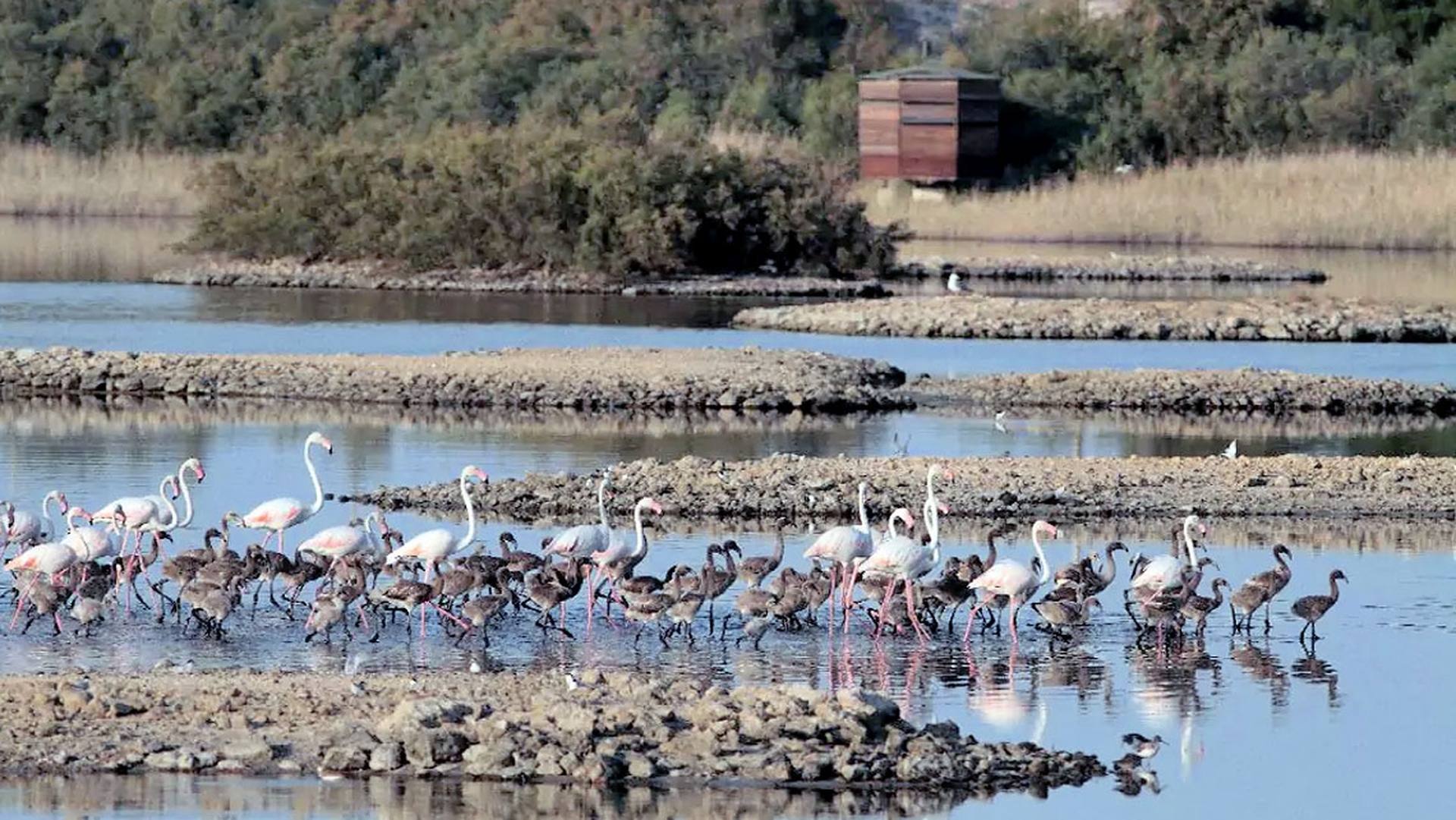 Fenicotteri rosa in Sicilia, 130 nuovi nati a Priolo