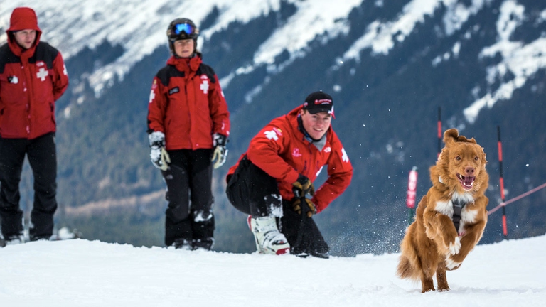Professionisti del salvataggio ad alta quota, oggi i cani da valanga risultano più utili di qualsiasi tecnologia per rintracciare i dispersi.