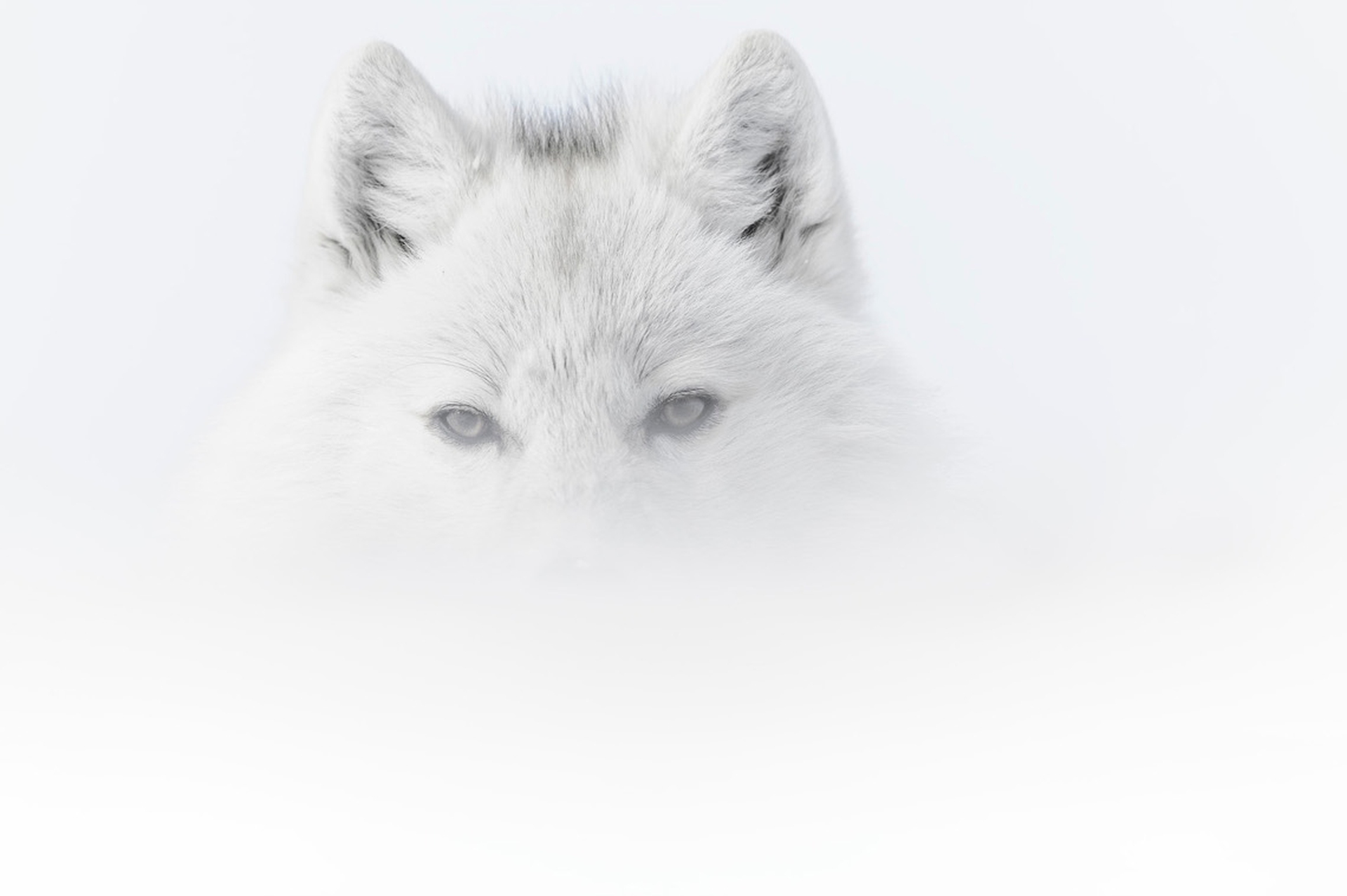 7_Vincent Munier Lupo artico, Canada 2013