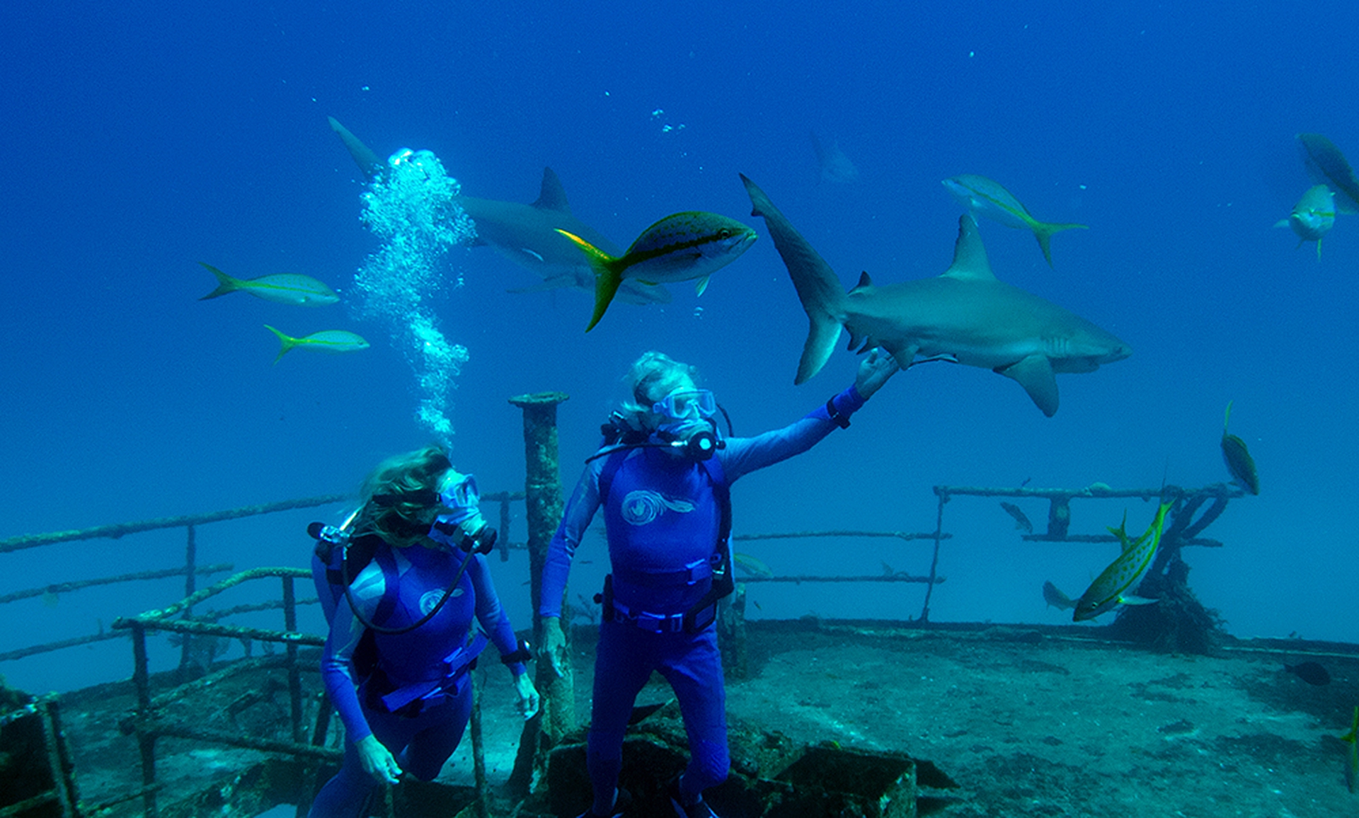 Jean-Michel e Celine Cousteau in mezzo agli squali alle Bahamas