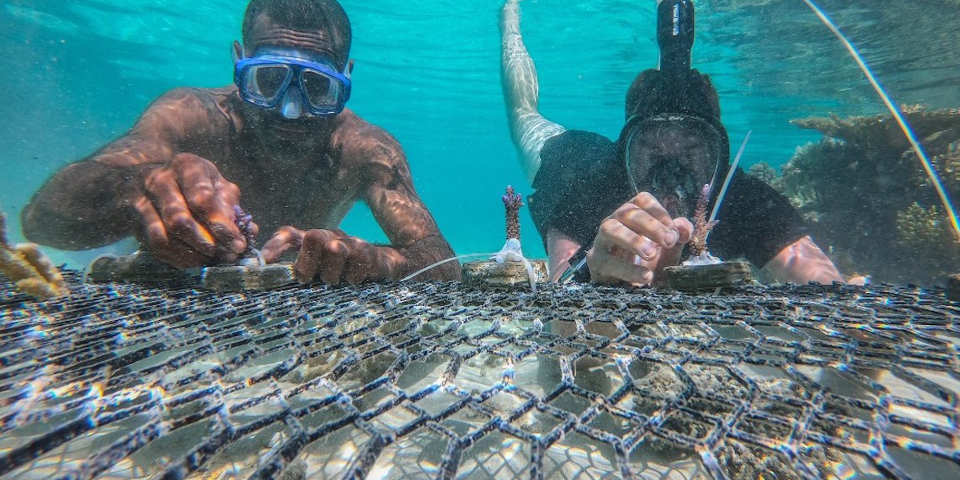 Australia, strategies to save the Great Barrier Reef show there's still ...