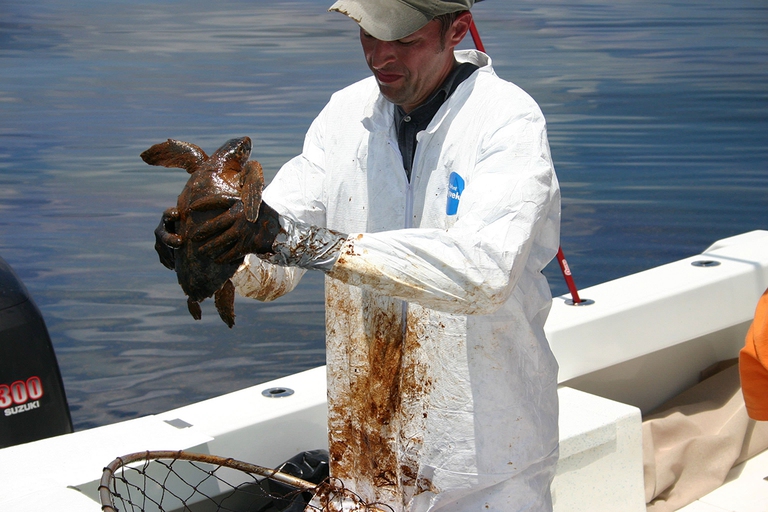 petrolio, tartaruga di Kemp
