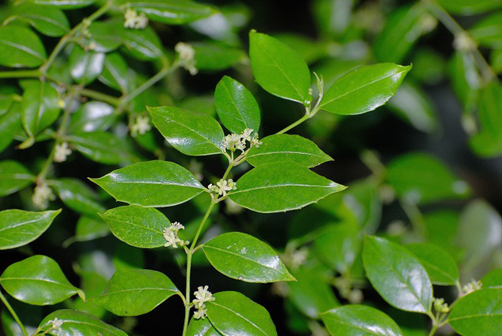 warneckea cordiformis