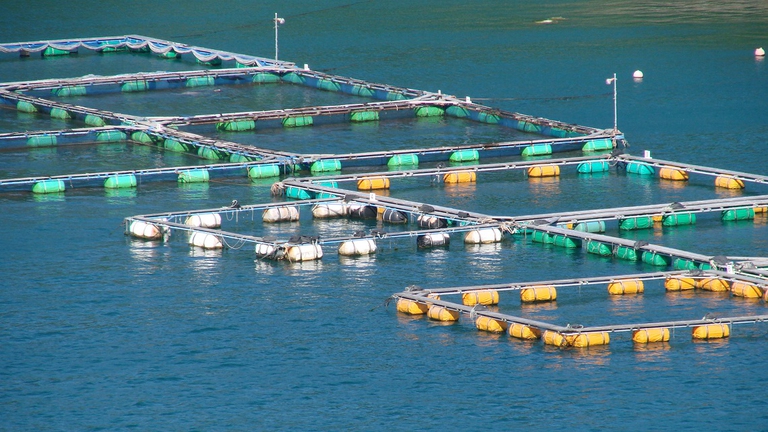 Gabbie in cui vengono imprigionati i delfini a Taiji