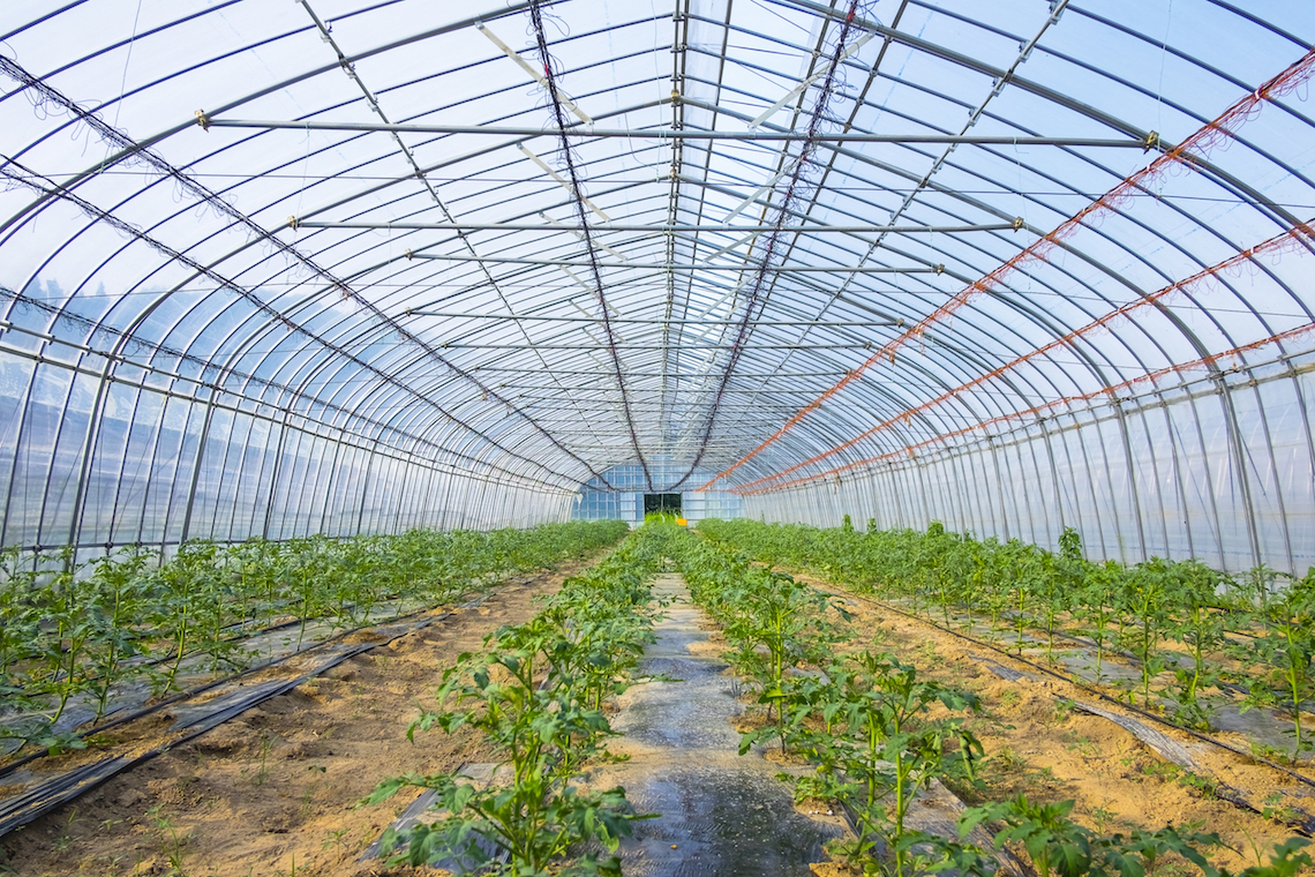 Onos-tomato-greenhouse_1
