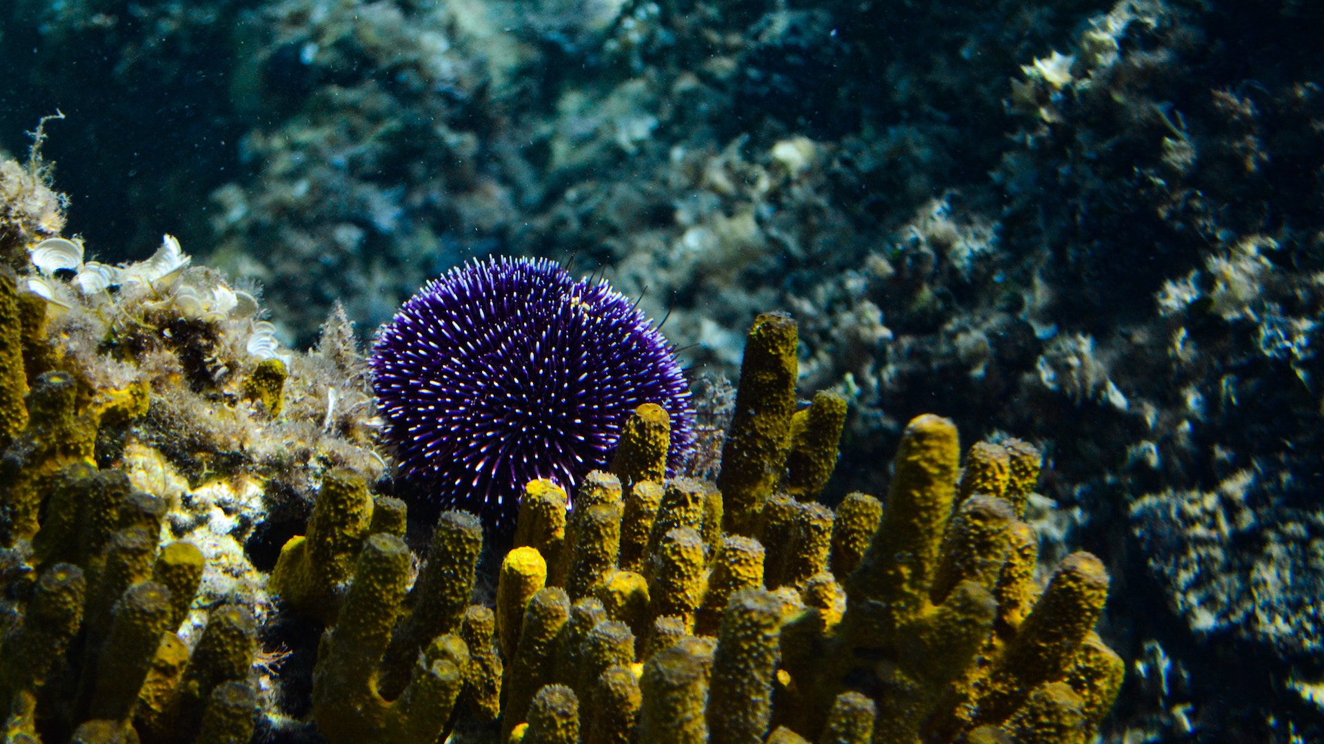 Coralli: nel Mediterraneo stanno diventando funzionalmente estinti
