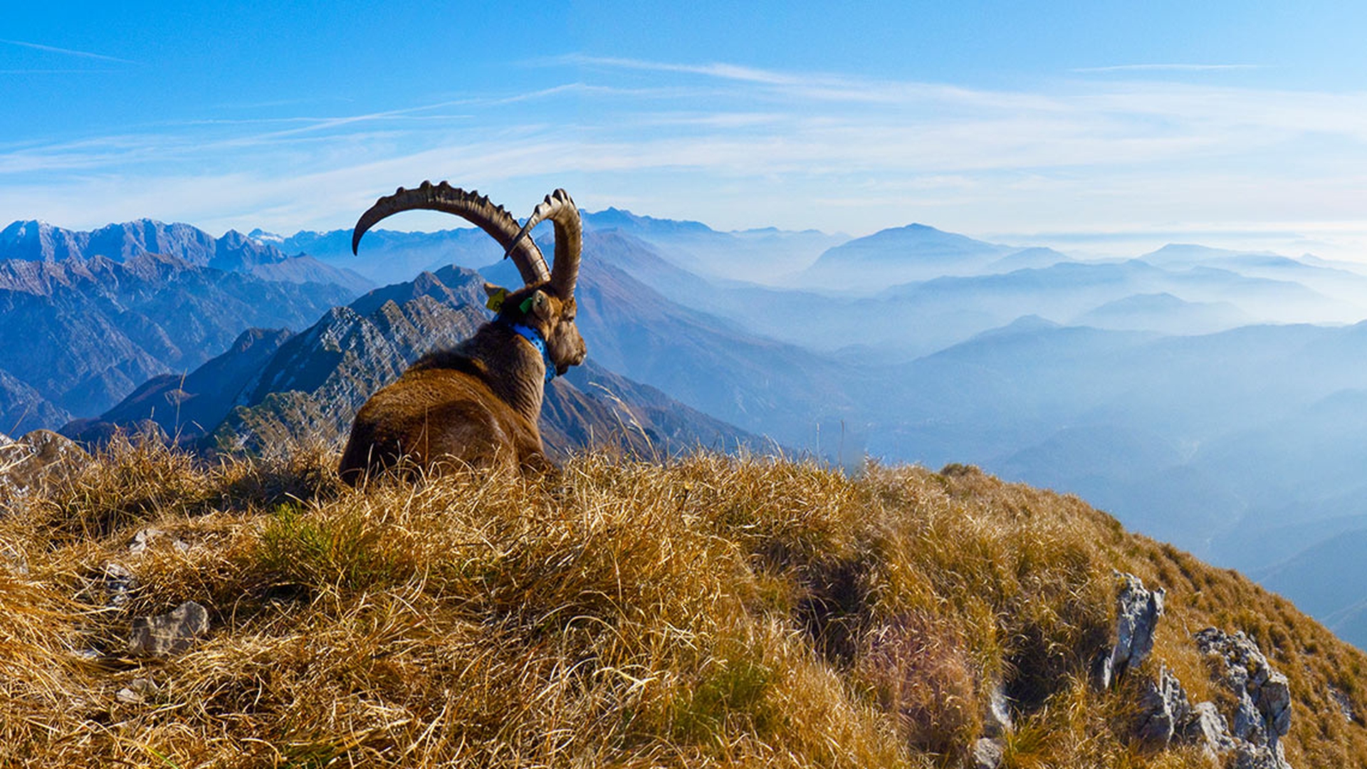 stambecco_roberto_urbani