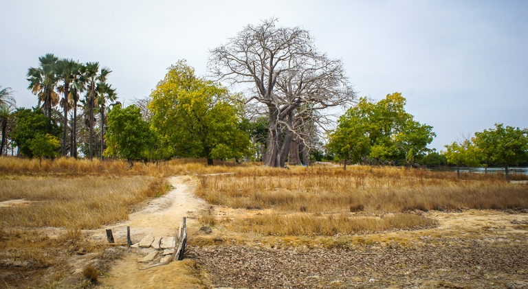 ecosystem restoration, Senegal, great green wall