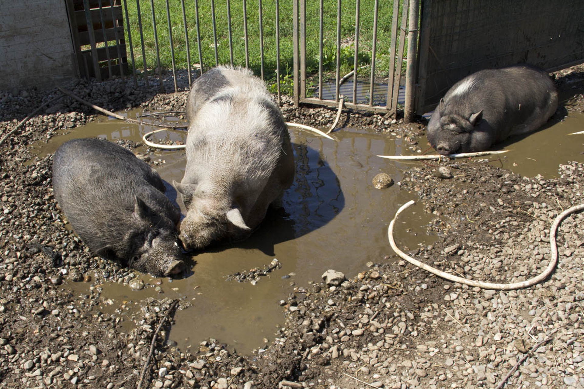 Porcikomodi, il paradiso dove gli animali da reddito vivono felici -  LifeGate