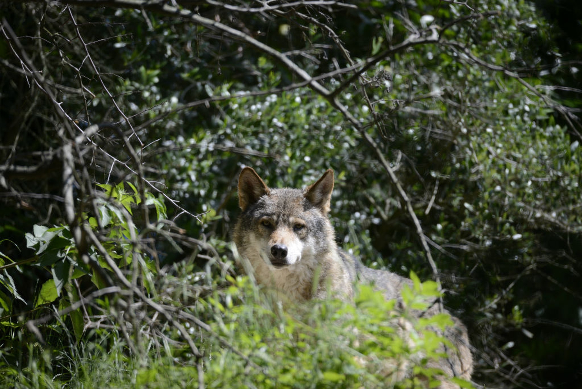 Lupo tra la vegetazione