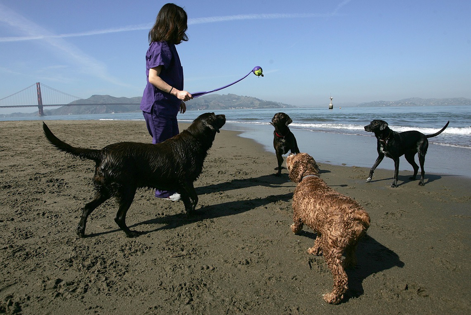 San Francisco To Convert Dog Waste Into Alternative Energy