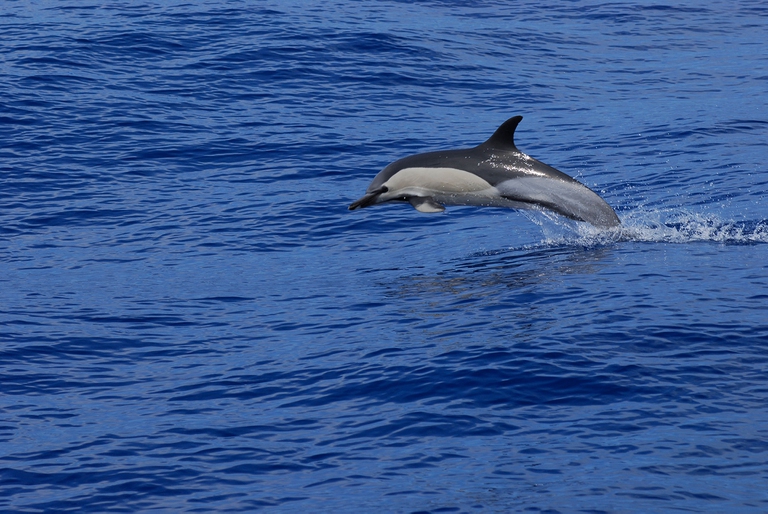 delfino Tenerife
