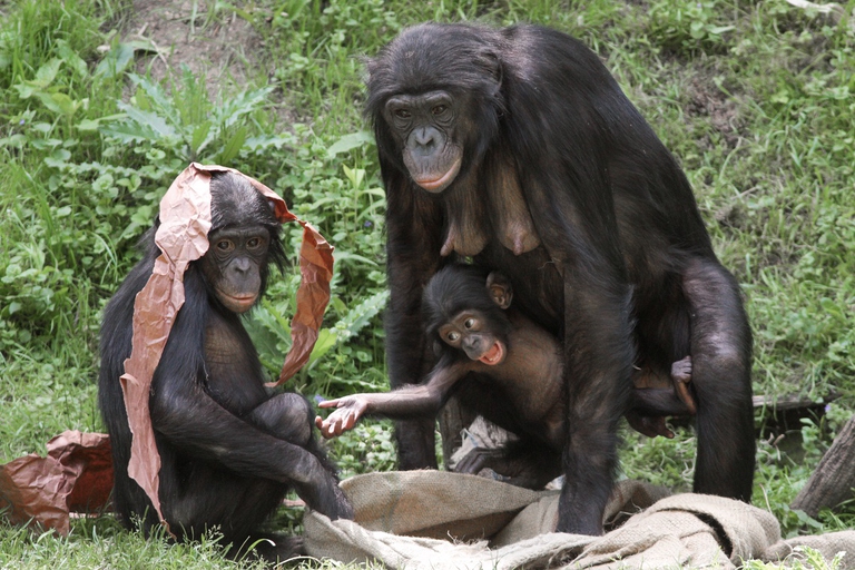 Cuccioli di bonobo che giocano con la mamma