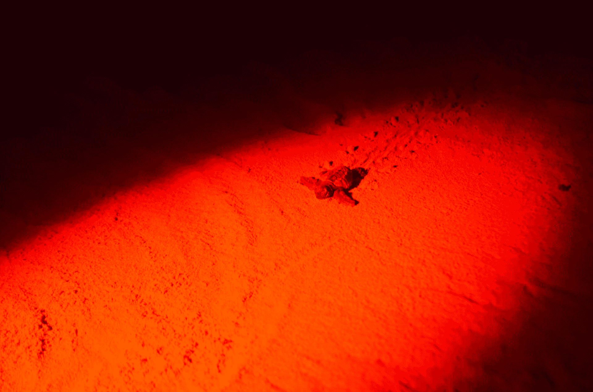 Tartaruga marina.jpeg