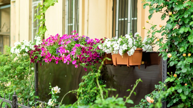 fiori sul balcone