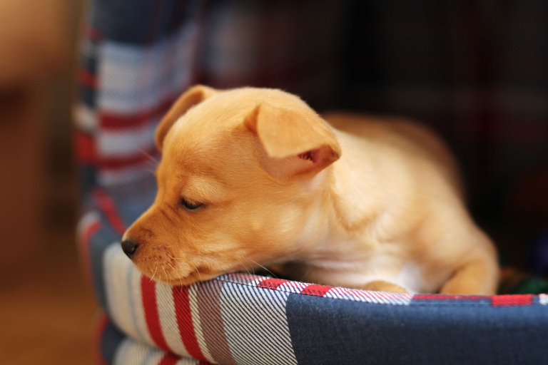 cucciolo di chihuahua