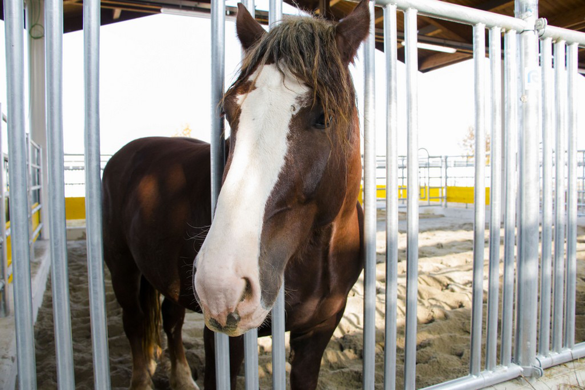 Gli animali di FICO Eataly World