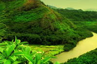 Quante specie di alberi ci sono nelle foreste tropicali