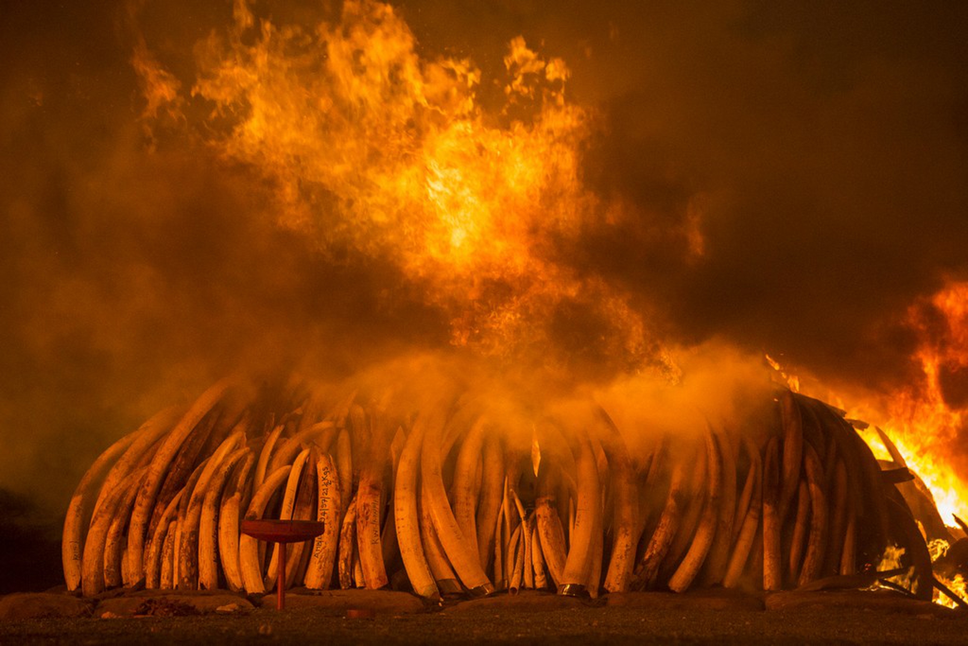 Ivory burn – Photographers against wildlife crime