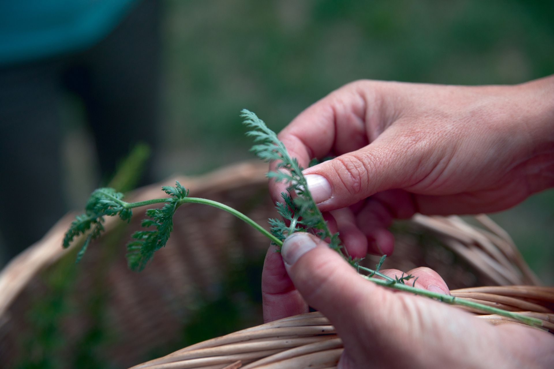 Il foraging riporta in voga l'antica tradizione di raccogliere erbe spontanee