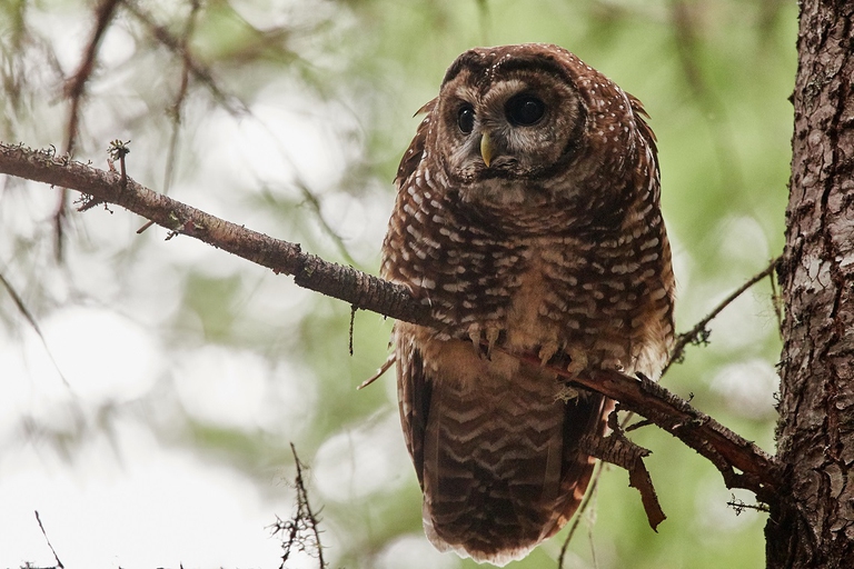 Strix occidentalis caurina in una foresta di conifere