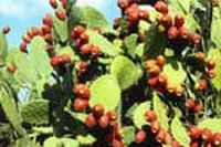 Ficodindia, una fonte di sostanze nutritive