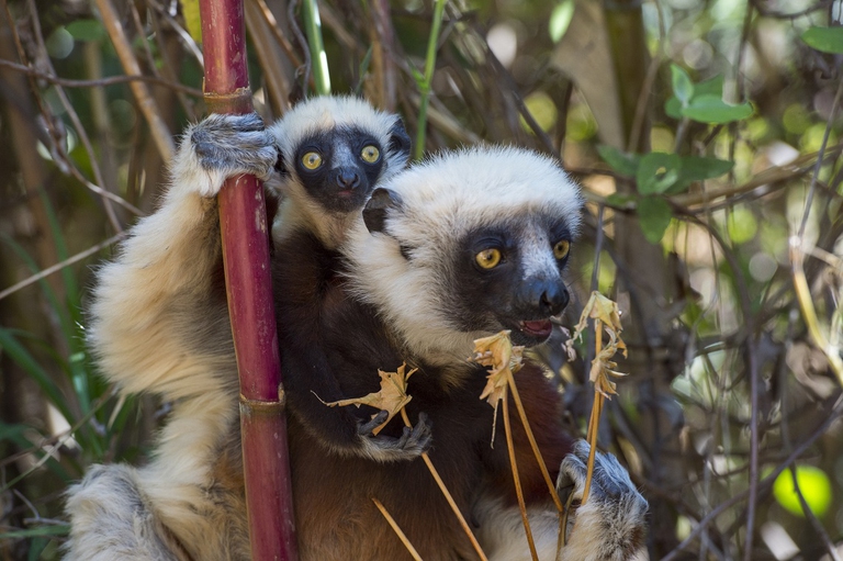 Lemuri sifaka del Madagascar