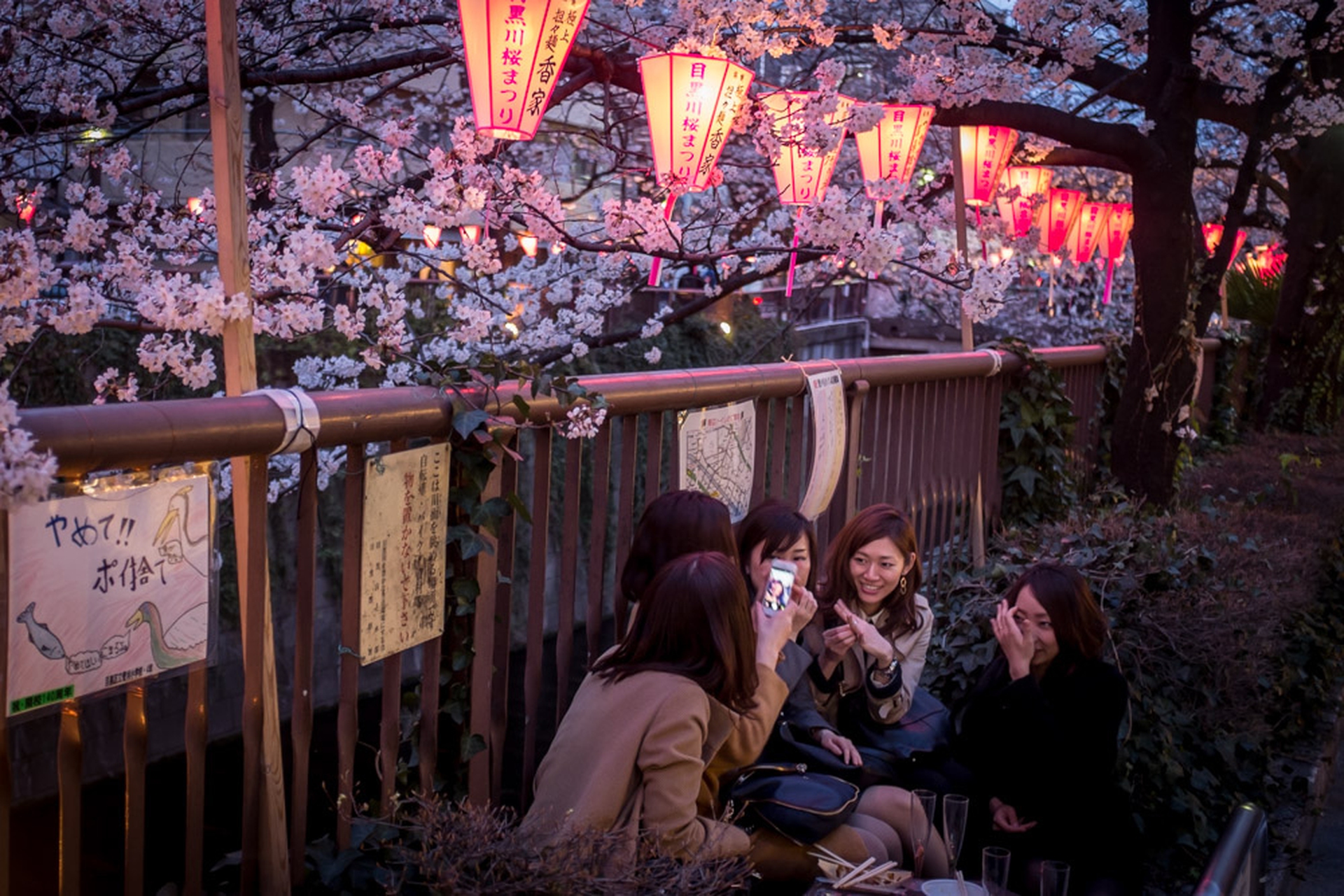 Hanami celebration of the blossoming of cherry trees