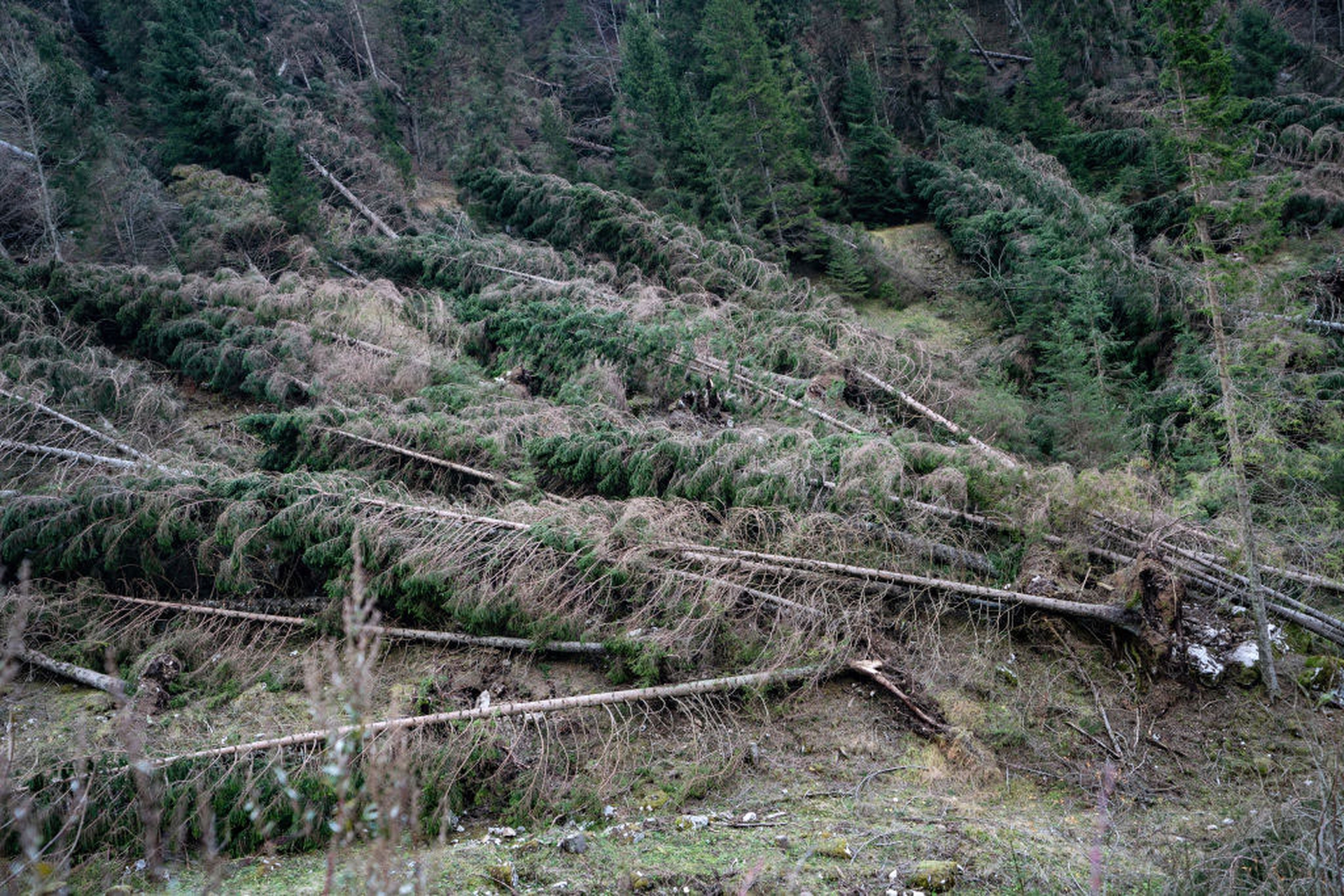 La devastazione nell'altopiano di Asiago
