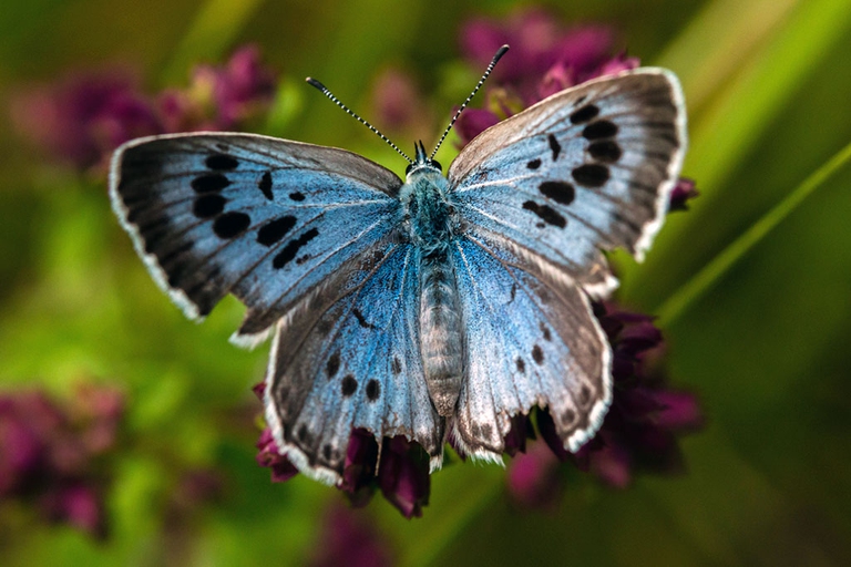 farfalle Paesi Bassi