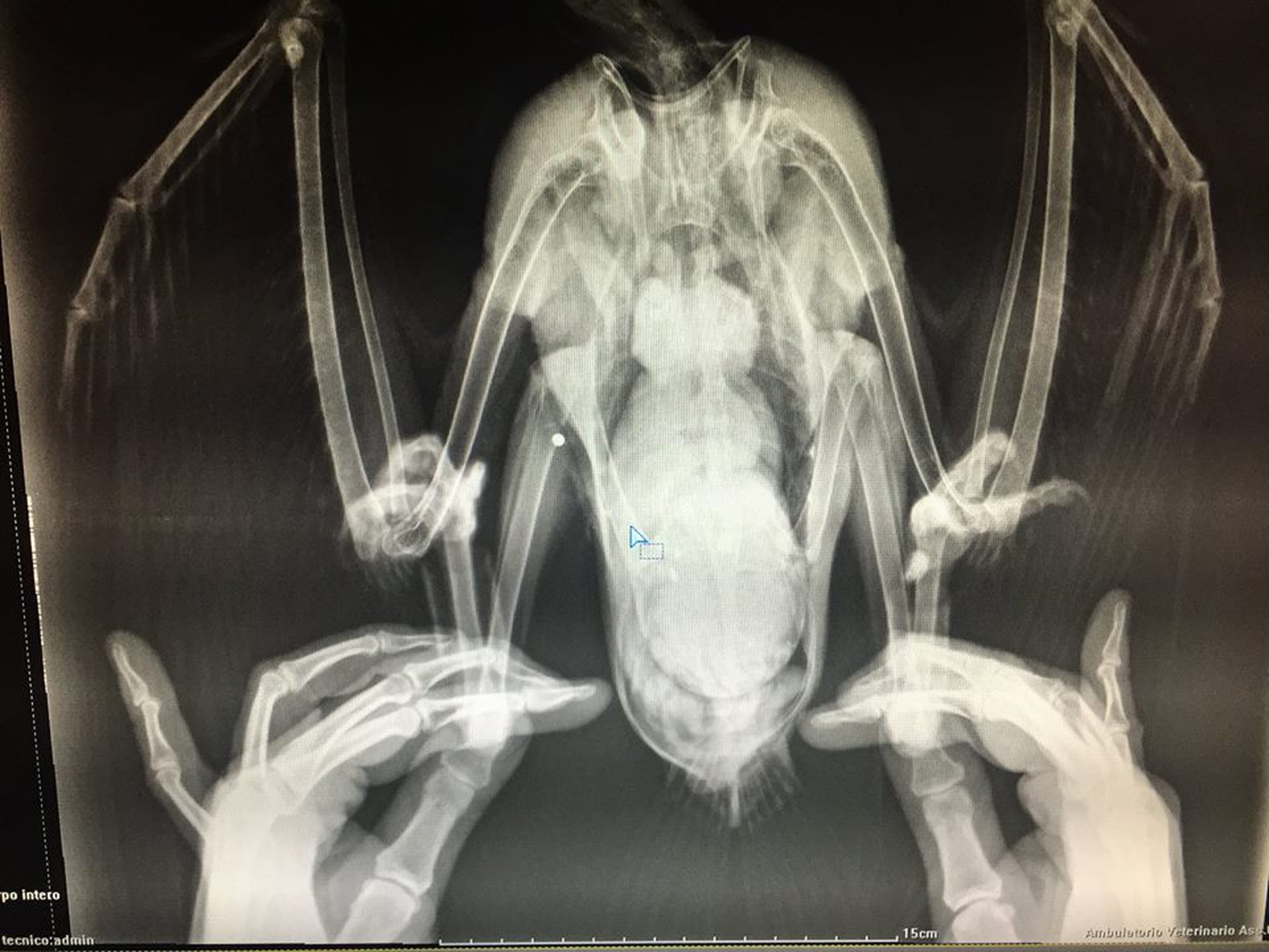 Ibis eremita, è allarme bracconaggio