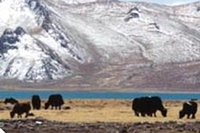 Lo yack. La mucca delle nevi