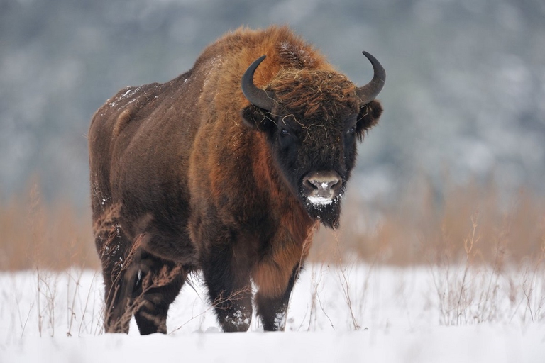 bison poland
