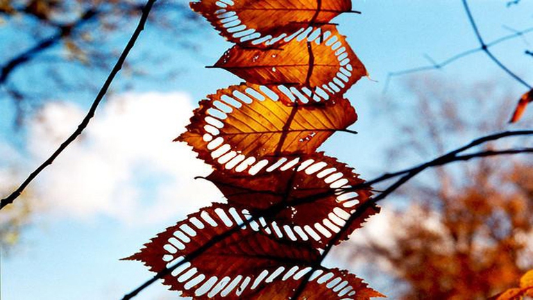 COAL1760893844_40aab3f439_z