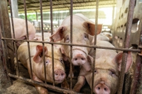 Cosa si cela dietro la nuova etichettatura per i prodotti di origine animale